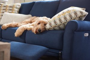 Dog laying on new couch